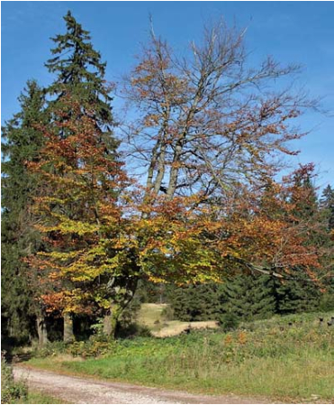 Am Veilchenbrunnen im Herbst