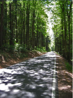 Wald zwischen Bermbach und Benshausen