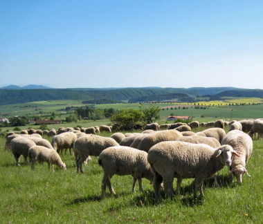 Weggefhrten am Dolmar - Im Bild hinten links die Gleichberge