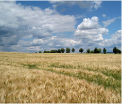 Getreidefeld bei Behrungen