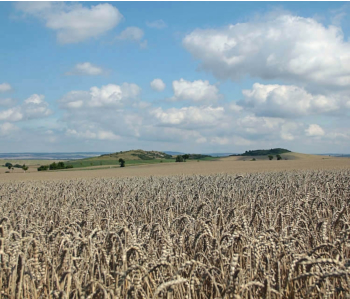 Getreidefeld bei Holzhausen im August